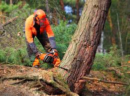 Best Root Management and Removal  in Fairview, UT