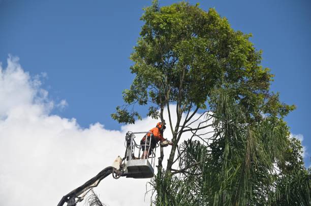 Best Firewood Processing and Delivery  in Fairview, UT