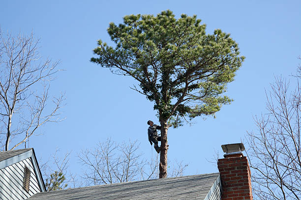 Best Tree Risk Assessment  in Fairview, UT