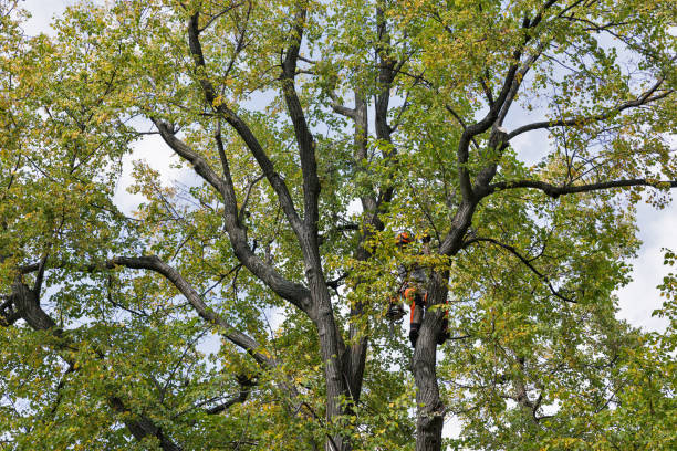 Best Tree Disease Treatment  in Fairview, UT